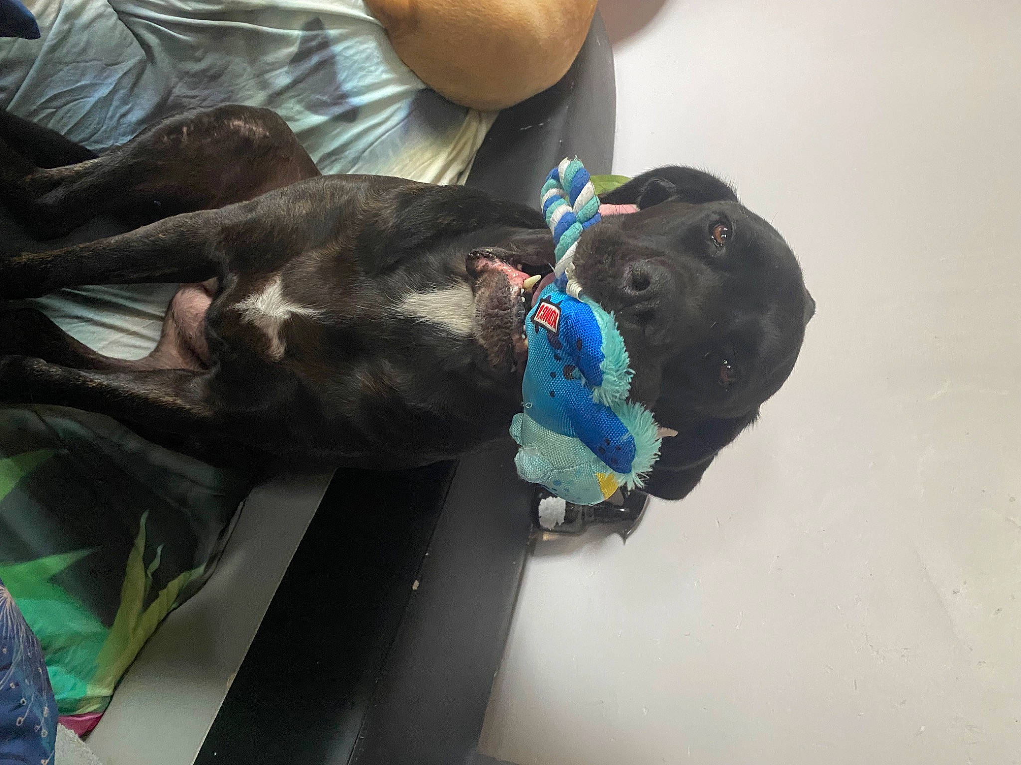 Neptune participe au concours pour gagner de l'argent avec cette photo : canidae, carnivore, cat, comfort, companion_dog, dog, dog_breed, domestic_short_haired_cat, electric_blue, fashion_accessory, fawn, felidae, fur, guard_dog, leash, small_to_medium_sized_cats, sporting_group, tail, whiskers, working_animal