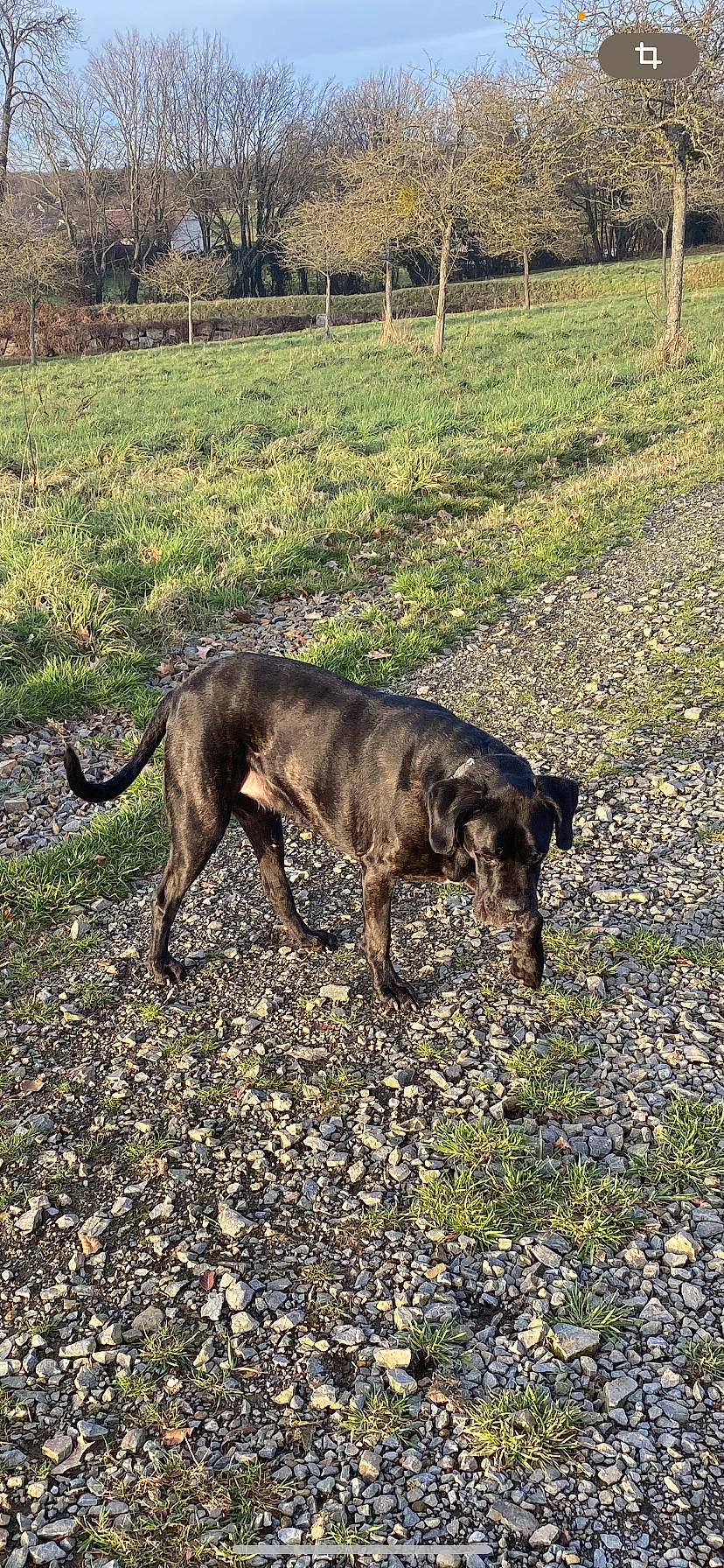 Neptune a rejoint le concours — aidez-le/la à gagner de superbes lots ! carnivore, collar, dog, dog_breed, dog_collar, fence, grass, grassland, guard_dog, gun_dog, liver, plant, soil, sporting_group, tail, terrestrial_animal, tree, treeing_tennessee_brindle, working_animal, working_dog