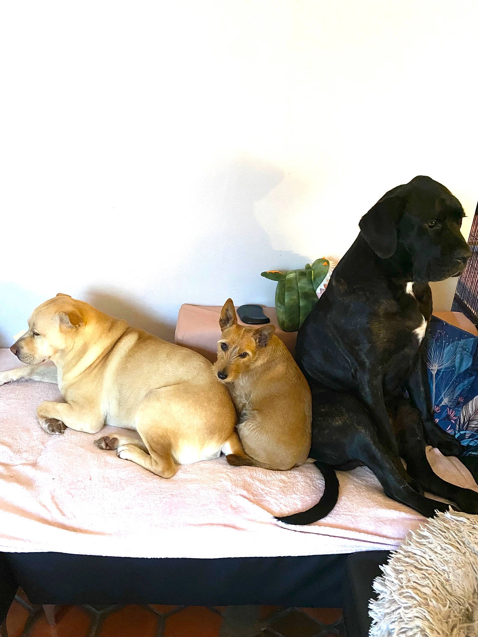 Neptune a rejoint le concours — aidez-le/la à gagner de superbes lots ! ancient_dog_breeds, art, canidae, carnivore, companion_dog, dog, dog_breed, dog_supply, fawn, german_spitz_mittel, guard_dog, non_sporting_group, paw, pomeranian, spitz, sporting_group, stuffed_toy, table, toy, working_animal