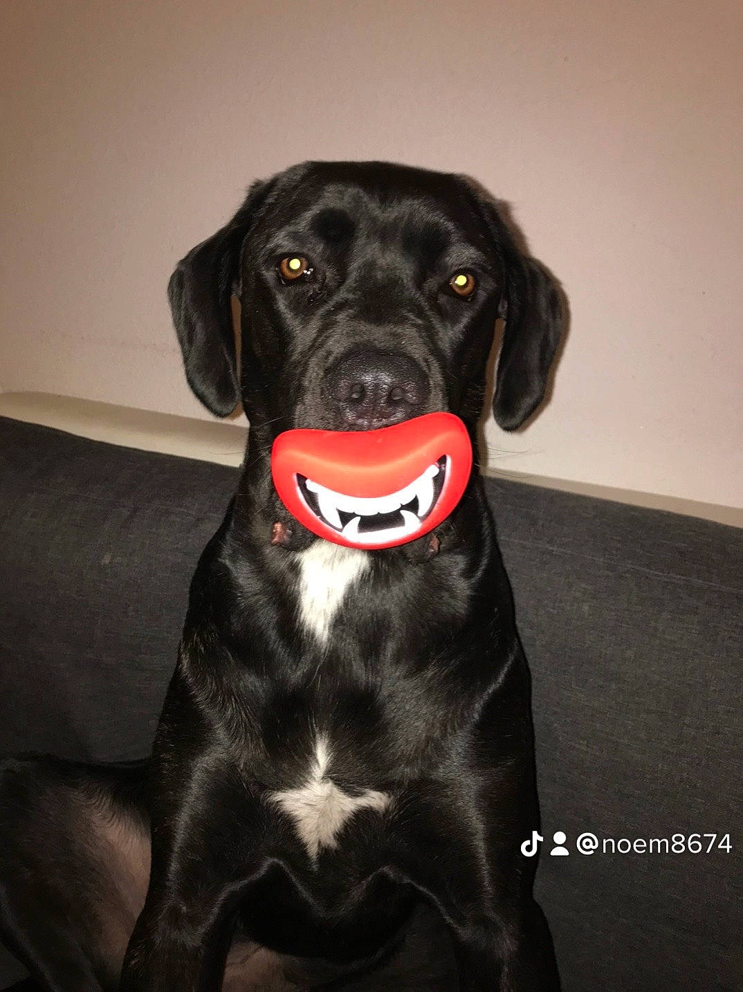 Neptune participe au concours pour gagner de l'argent avec cette photo : borador, canidae, carnivore, collar, companion_dog, dog, dog_breed, dog_collar, dog_supply, fur, guard_dog, gun_dog, liver, personal_protective_equipment, pet_supply, snout, sporting_group, whiskers, working_animal, working_dog
