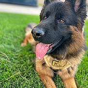 Koda joined the competition — help win amazing prizes! animal, black, brown, canine, close_up, collar, dog, ears, friendly, fur, german_shepherd, grass, happy, lying_down, muzzle, nature, outdoor, pet, portrait, tongue_out