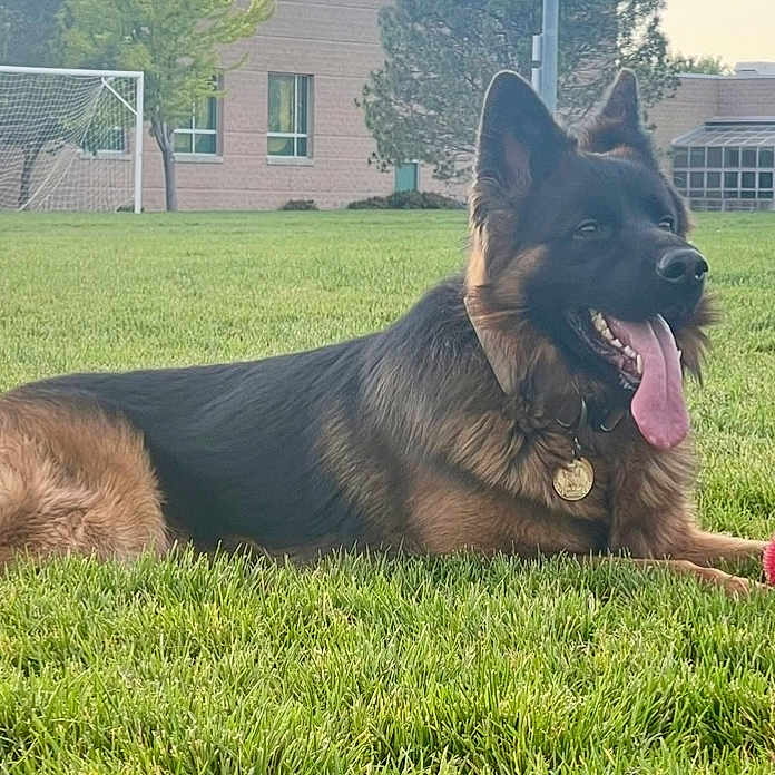 Koda is registered to the contest to win money with this photo: animal, ball, canine, collar, daylight, dog, field, german_shepherd, grass, happy, leisure, mammal, nature, outdoor, park, pet, playing, summer, tongue_out, toy