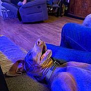 Athena joined the competition — help win amazing prizes! blue_light, collar, couch, dog, evening, fur, furniture, indoor, jeans, living_room, mouth_open, person, pet, phone, purple_light, recliner, relaxed, smile, television, wood_floor