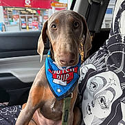 Athena is registered to the contest to win money with this photo: dog, puppy, seat, car_interior, bandana, leash, portrait, convenience_store, window, seatbelt, upholstery, doodle_pattern, pet, brown_dog, attentive, big_eyes, front_seat, road_trip, gas_station, collar