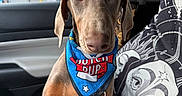 Athena is registered to the contest to win money with this photo: attentive, bandana, big_eyes, brown_dog, car_interior, collar, convenience_store, dog, doodle_pattern, front_seat, gas_station, leash, pet, portrait, puppy, road_trip, seat, seatbelt, upholstery, window