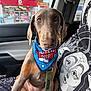 dog, puppy, seat, car_interior, bandana, leash, portrait, convenience_store, window, seatbelt, upholstery, doodle_pattern, pet, brown_dog, attentive, big_eyes, front_seat, road_trip, gas_station, collar