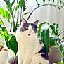 cat, houseplant, potted_plant, green_leaf, fluffy, white_fur, black_fur, portrait, sitting, carpet, natural_light, bright_light, cozy, whiskers, pink_nose, foliage, indoor, plant_pot, curious, greenery