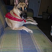 Mya is registered to the contest to win money with this photo: dog, german_shepherd, indoor, couch, plaid, bandana, pet, animal, living_room, flash, blue_eyes, lamp, door, relaxed, fur, ears, paws, houseplant, furniture, home