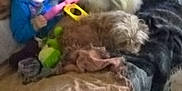 Chase is registered to the contest to win money with this photo: blanket, blue_clothing, carpet, child, couch, cozy, curly_hair, dog, fur, furniture, home, indoor, living_room, pet, playing, relaxing, soft_toys, tablet, toddler, toy