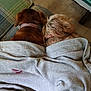 Chase is registered to the contest to win money with this photo: dog, blanket, brown_dog, small_dog, collar, furniture, couch, wooden_floor, indoor, resting, snuggling, pet, cozy, fur, two_dogs, domestic_animal, sleeping, home, relaxation, companion