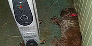 Chase is registered to the contest to win money with this photo: dog, brown, sleeping, heater, space_heater, carpet, green_carpet, wall, striped_wall, indoor, cord, electrical_cord, floor, resting, pet, collar, furry, cozy, quiet, home