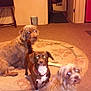 dog, indoor, carpet, animal, pet, room, furniture, doorway, wall, lighting, brown, white, curious, sitting, flash, blur, cozy, three_dogs, home, floor