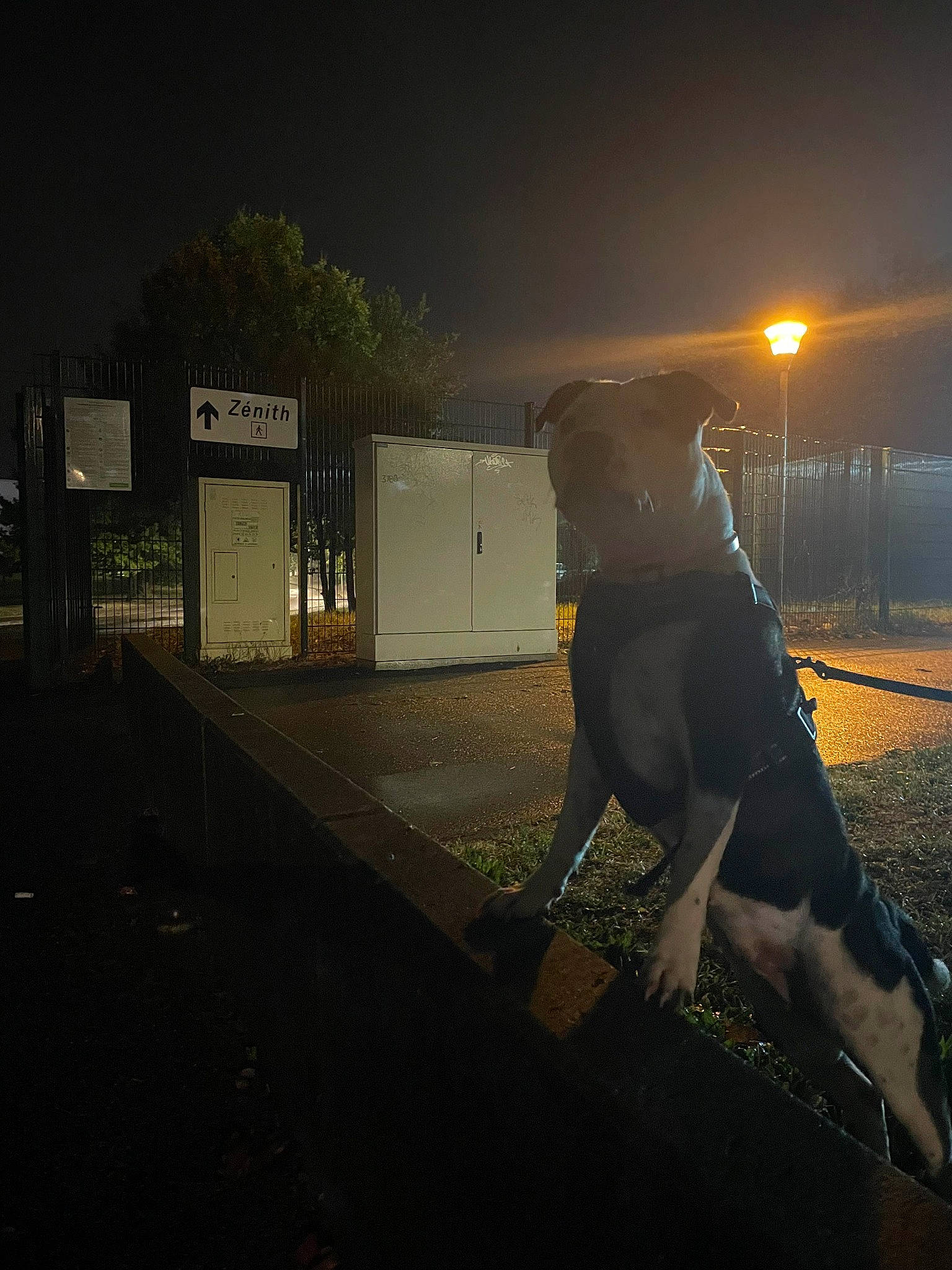 Thaya a rejoint le concours — aidez-le/la à gagner de superbes lots ! asphalt, automotive_lighting, carnivore, cloud, companion_dog, darkness, dog, dog_breed, evening, flash_photography, leash, lens_flare, midnight, road, road_surface, shadow, sporting_group, street_light, tints_and_shades, working_animal