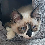 Mochi is registered to the contest to win money with this photo: animal, blue_eyes, cat, closeup, cozy, curious, cute, domestic_animal, ears, face, fur, furry, gray, indoor, paw, pet, resting, snout, soft_texture, whiskers