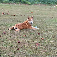 Shadow joined the competition — help win amazing prizes! dog, grass, leaves, outdoor, nature, animal, pet, canine, field, relaxed, lying_down, brown_fur, autumn, scattered_leaves, greenery, calm, back_view, daylight, park, animal_portrait