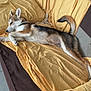 Aslan a rejoint le concours — aidez-le/la à gagner de superbes lots ! dog, couch, yellow_sheet, indoor, relaxed, fur, pet, floor_tile, brown, white, black, animal, resting, side_view, domestic, home, canine, tail, ear, snout