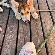 Aslan participe au concours pour gagner de l'argent avec cette photo : puppy, dog, wooden_deck, shoe, rope, pet, animal, cute, lying_down, outdoor, brown, white, ears, leash, footwear, casual, daylight, young_dog, close_up, resting