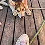 puppy, dog, wooden_deck, shoe, rope, pet, animal, cute, lying_down, outdoor, brown, white, ears, leash, footwear, casual, daylight, young_dog, close_up, resting