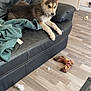 Aslan participe au concours pour gagner de l'argent avec cette photo : puppy, dog, couch, leather, blanket, toy, rope_toy, floor, wooden_floor, indoor, pet, animal, fur, ears, nose, playful, relaxed, home, living_room, mess