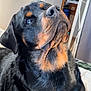 Tucker a rejoint le concours — aidez-le/la à gagner de superbes lots ! dog, rottweiler, pet, indoor, portrait, black_and_tan, canine, fur, close_up, animal, looking_up, cute, companion, domestic, mammal, face, ears, snout, whiskers, bed