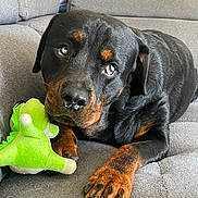 Tucker a rejoint le concours — aidez-le/la à gagner de superbes lots ! rottweiler, dog, pet, plush_toy, green_toy, indoor, couch, gray_couch, fur, paw, animal, canine, looking_up, toy, relaxed, home, living_room, soft_texture, decor, closeup