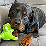 animal, canine, closeup, couch, decor, dog, fur, gray_couch, green_toy, home, indoor, living_room, looking_up, paw, pet, plush_toy, relaxed, rottweiler, soft_texture, toy