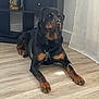 Tucker a rejoint le concours — aidez-le/la à gagner de superbes lots ! rottweiler, dog, pet, indoor, floor, wooden_floor, shelving_unit, statue, curtain, calm, lying_down, black_and_tan, canine, domestic_animal, furniture, home, animal, mammal, resting, household