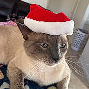 Milo joined the competition — help win amazing prizes! cat, siamese_cat, santa_hat, holiday, festive, indoor, pet, whiskers, blue_eyes, feline, animal, close_up, blanket, patterned, relaxed, fur, paw, domestic, cute, mammal