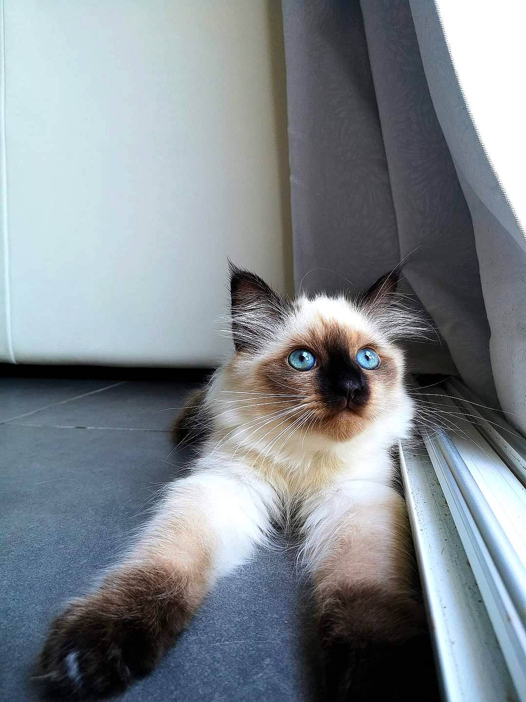 Rocket participe au concours pour gagner de l'argent avec cette photo : balinese, birman, carnivore, cat, eye, fawn, felidae, flooring, fur, gas, hair, head, iris, siamese, small_to_medium_sized_cats, snout, tail, thai, tonkinese, whiskers