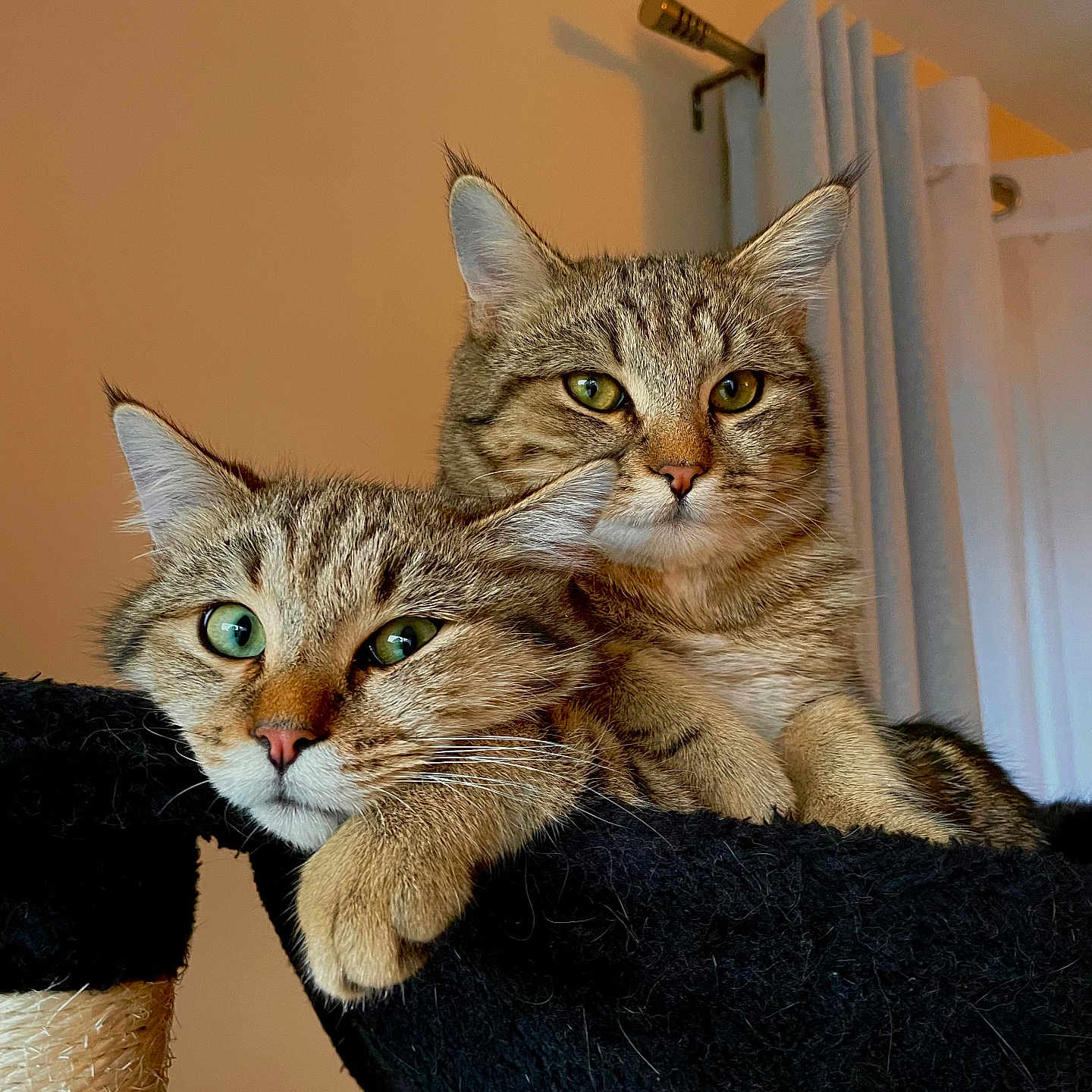 Sherlock Et Watson