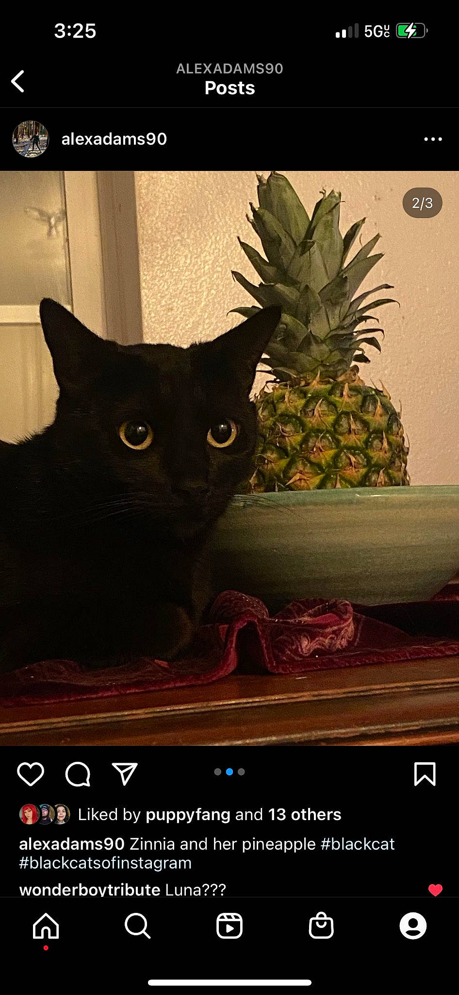 Zinnia joined the competition — help win amazing prizes! ananas, arecales, carmine, carnivore, cat, domestic_short_haired_cat, felidae, font, fur, houseplant, photo_caption, pineapple, plant, poster, publication, small_to_medium_sized_cats, snout, tail, whiskers, window