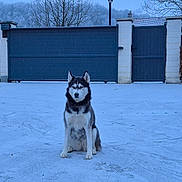 Ulka participe au concours pour gagner de l'argent avec cette photo : backyard, black_and_white, blue_tone, cold, dog, driveway, ears, fence, frost, fur, gate, house, outdoor, pawprints, portrait, residential, siberian_husky, sitting, snow, winter
