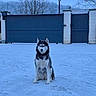 backyard, black_and_white, blue_tone, cold, dog, driveway, ears, fence, frost, fur, gate, house, outdoor, pawprints, portrait, residential, siberian_husky, sitting, snow, winter