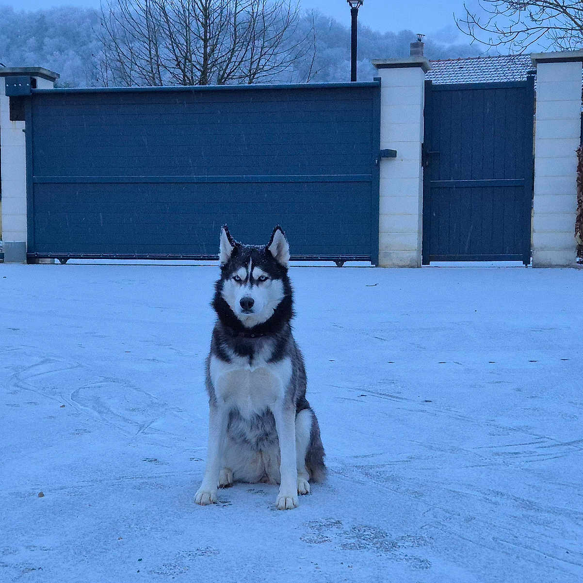 Ulka participe au concours pour gagner de l'argent avec cette photo : backyard, black_and_white, blue_tone, cold, dog, driveway, ears, fence, frost, fur, gate, house, outdoor, pawprints, portrait, residential, siberian_husky, sitting, snow, winter