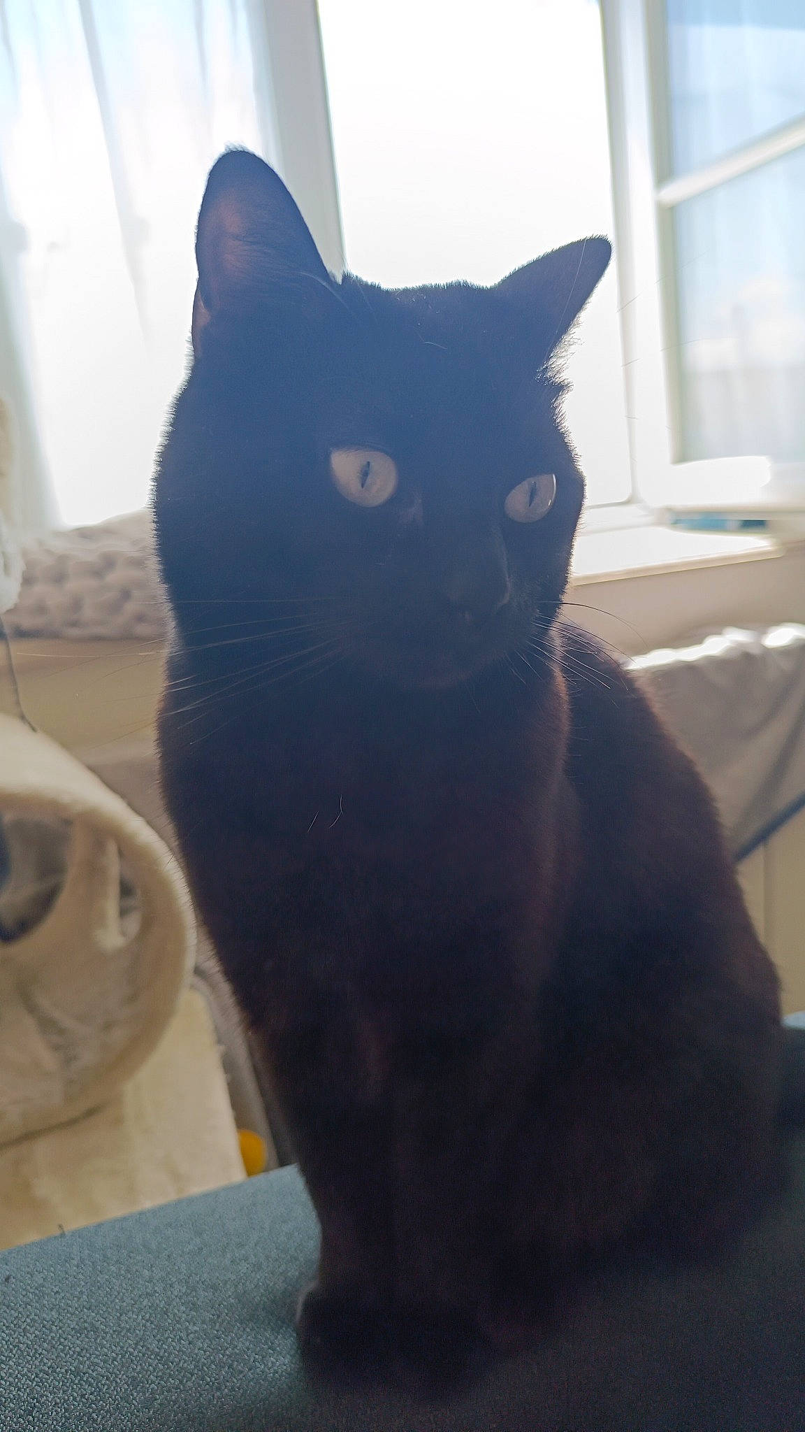 Saphyr a rejoint le concours — aidez-le/la à gagner de superbes lots ! black_cat, carnivore, cat, comfort, domestic_short_haired_cat, electric_blue, eye, felidae, fur, grey, iris, small_to_medium_sized_cats, snout, stairs, tail, terrestrial_animal, whiskers, window