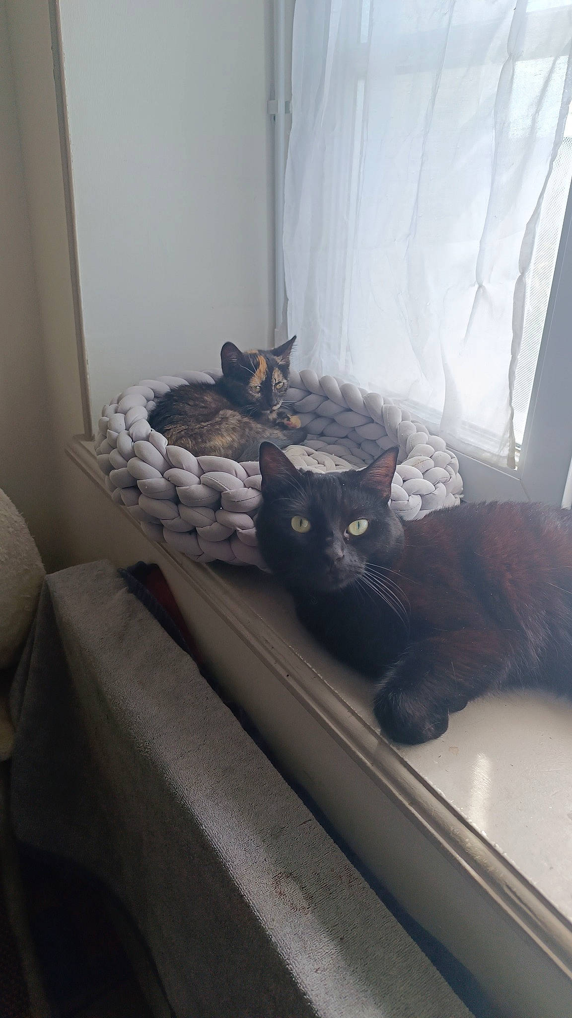 Saphyr participe au concours pour gagner de l'argent avec cette photo : brown, carnivore, cat, comfort, couch, felidae, floor, flooring, grey, interior_design, living_room, plant, small_to_medium_sized_cats, tail, textile, tints_and_shades, tree, whiskers, window, wood