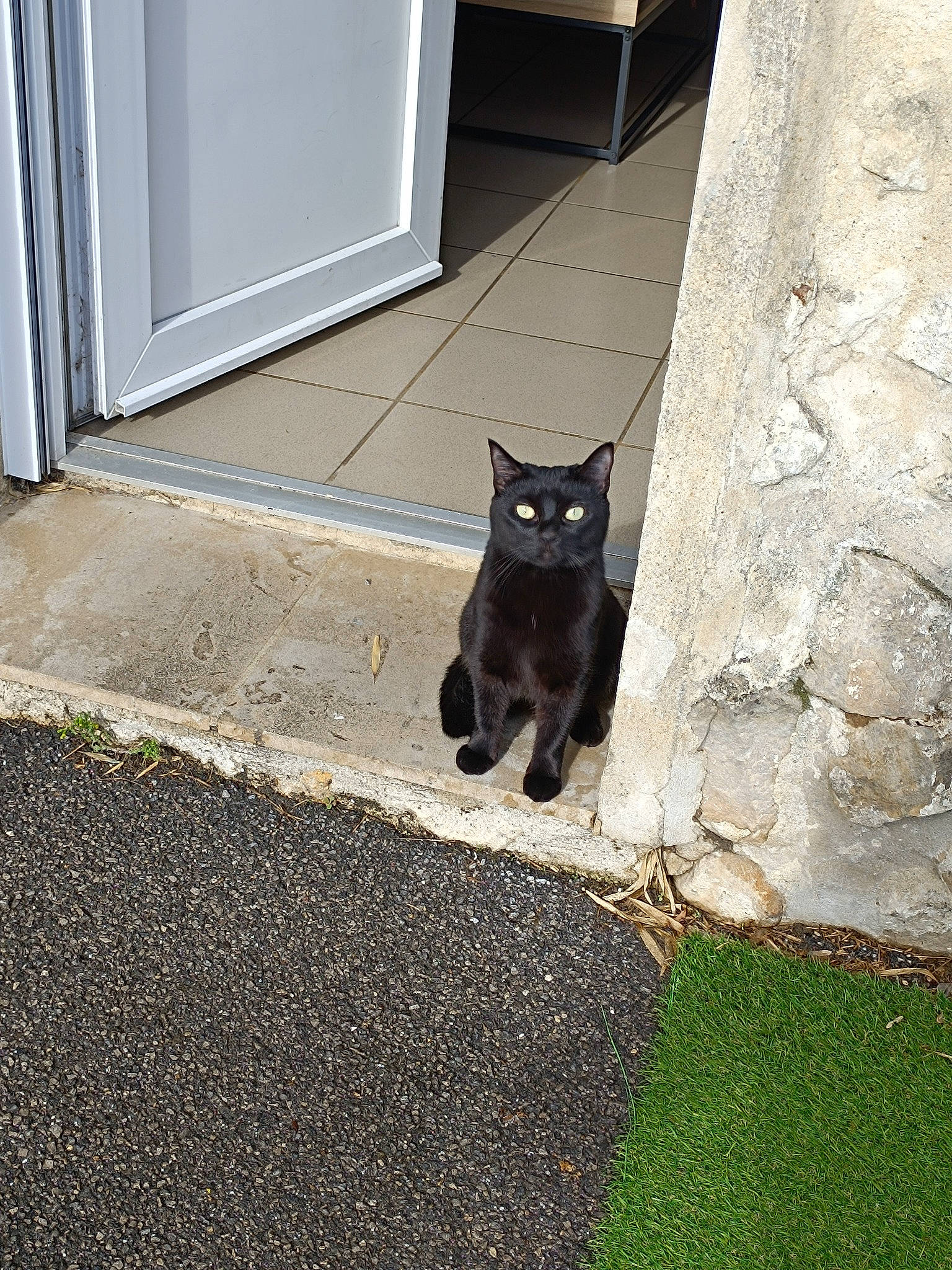 Saphyr participe au concours pour gagner de l'argent avec cette photo : asphalt, black_cat, carnivore, cat, domestic_short_haired_cat, door, felidae, flooring, grass, grey, plant, road_surface, shadow, sidewalk, small_to_medium_sized_cats, snout, tail, tints_and_shades, tree, whiskers