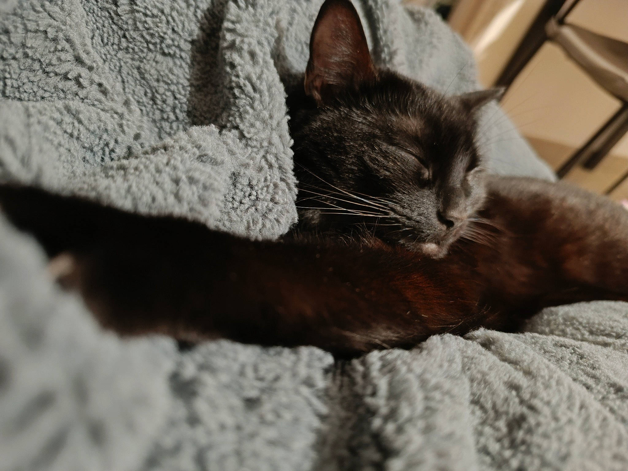 Saphyr a rejoint le concours — aidez-le/la à gagner de superbes lots ! carnivore, cat, chair, claw, comfort, domestic_short_haired_cat, eye, felidae, fur, grey, monochrome_photography, paw, sitting, small_to_medium_sized_cats, snout, tail, terrestrial_animal, tree, whiskers, wood