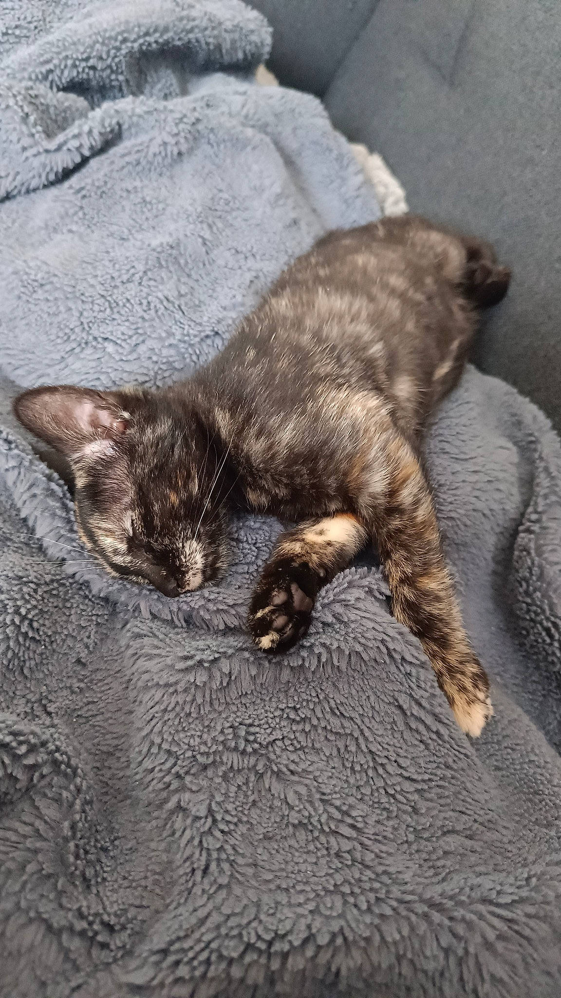 Ruby participe au concours pour gagner de l'argent avec cette photo : carnivore, cat, claw, close_up, comfort, domestic_short_haired_cat, felidae, foot, fur, grey, nap, paw, small_to_medium_sized_cats, snout, sporting_group, tail, terrestrial_animal, whiskers