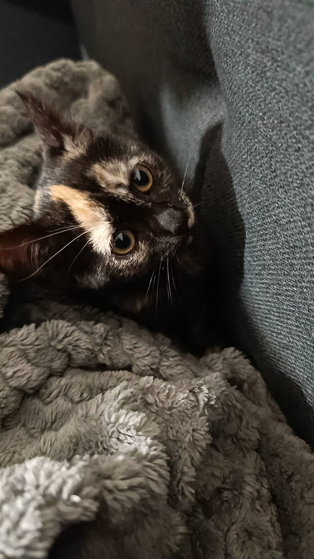 Ruby a rejoint le concours — aidez-le/la à gagner de superbes lots ! carnivore, cat, claw, close_up, comfort, domestic_short_haired_cat, felidae, fur, grey, monochrome, monochrome_photography, natural_material, pattern, paw, small_to_medium_sized_cats, snout, tail, terrestrial_animal, whiskers, wildlife