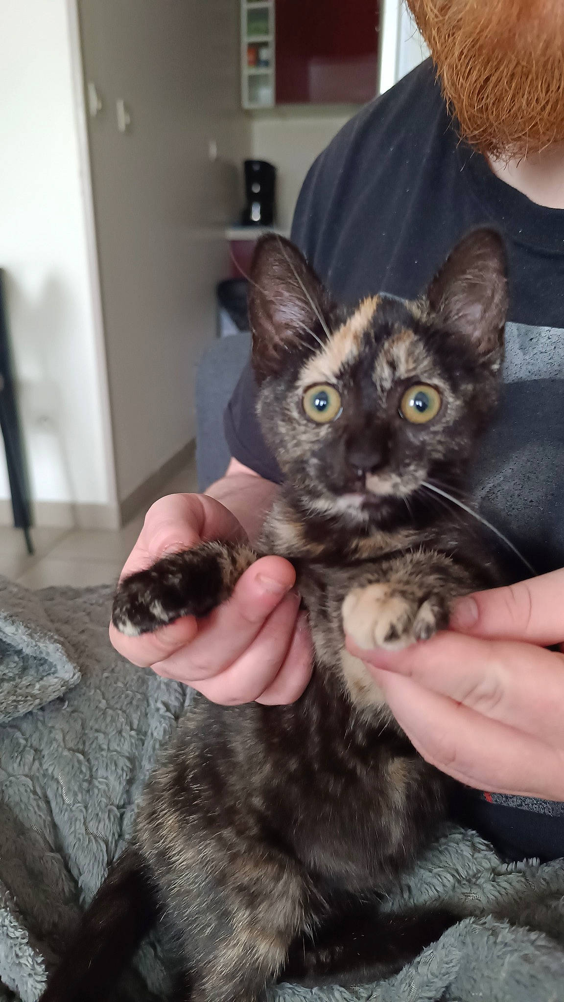 Ruby a rejoint le concours — aidez-le/la à gagner de superbes lots ! carnivore, cat, claw, comfort, domestic_short_haired_cat, door, ear, felidae, finger, fur, gesture, hand, nail, small_to_medium_sized_cats, thumb, whiskers