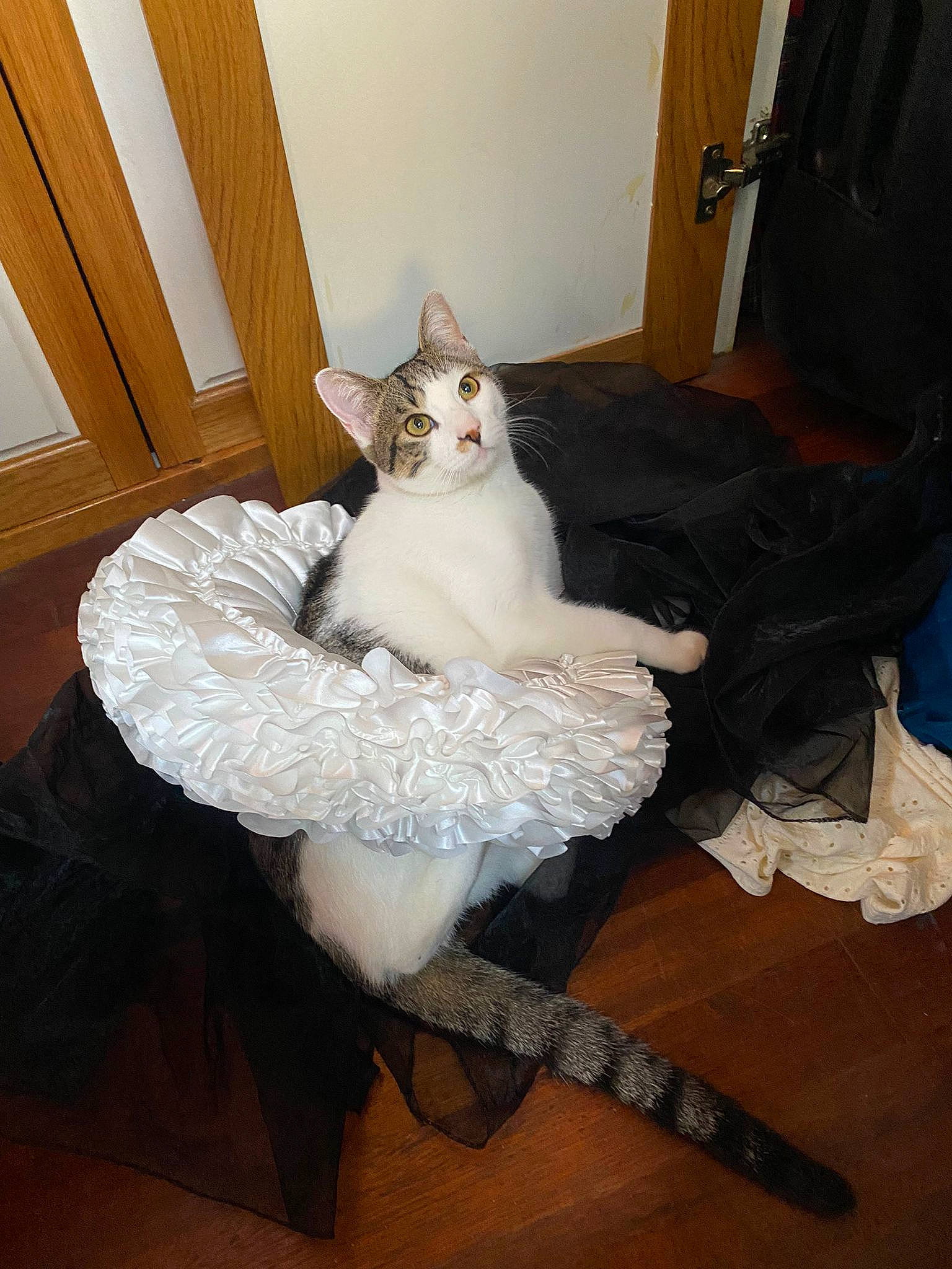 Keksi a rejoint le concours — aidez-le/la à gagner de superbes lots ! carnivore, cat, comfort, domestic_short_haired_cat, drawer, fawn, felidae, flooring, fur, hardwood, human_leg, lap, room, sitting, small_to_medium_sized_cats, sock, tail, thigh, whiskers, wood