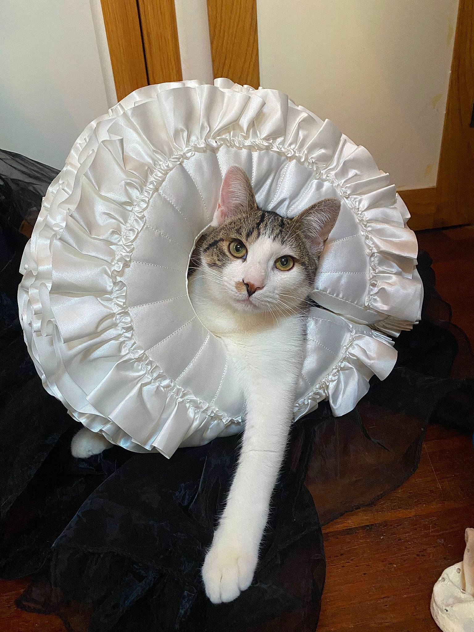 Keksi participe au concours pour gagner de l'argent avec cette photo : carnivore, cat, cat_furniture, cat_supply, comfort, domestic_short_haired_cat, eye, fashion_accessory, fawn, felidae, fur, paw, sitting, small_to_medium_sized_cats, smile, snout, tableware, tail, whiskers, window
