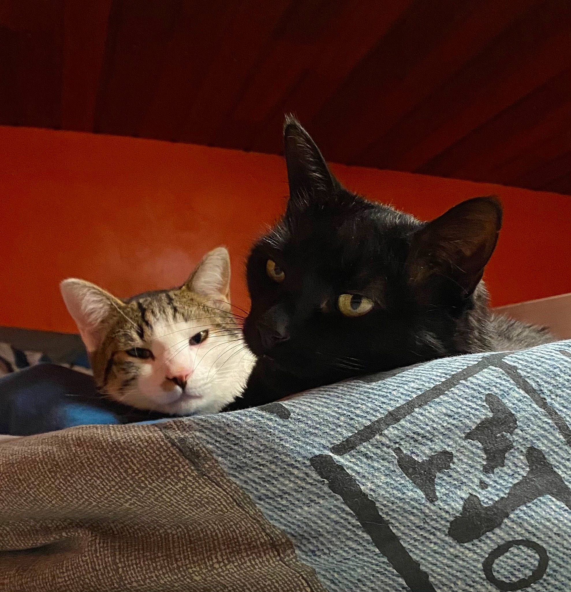 Keksi a rejoint le concours — aidez-le/la à gagner de superbes lots ! black_cat, carnivore, cat, cat_bed, cat_furniture, cat_supply, comfort, domestic_short_haired_cat, felidae, fur, linens, paw, small_to_medium_sized_cats, snout, tail, whiskers