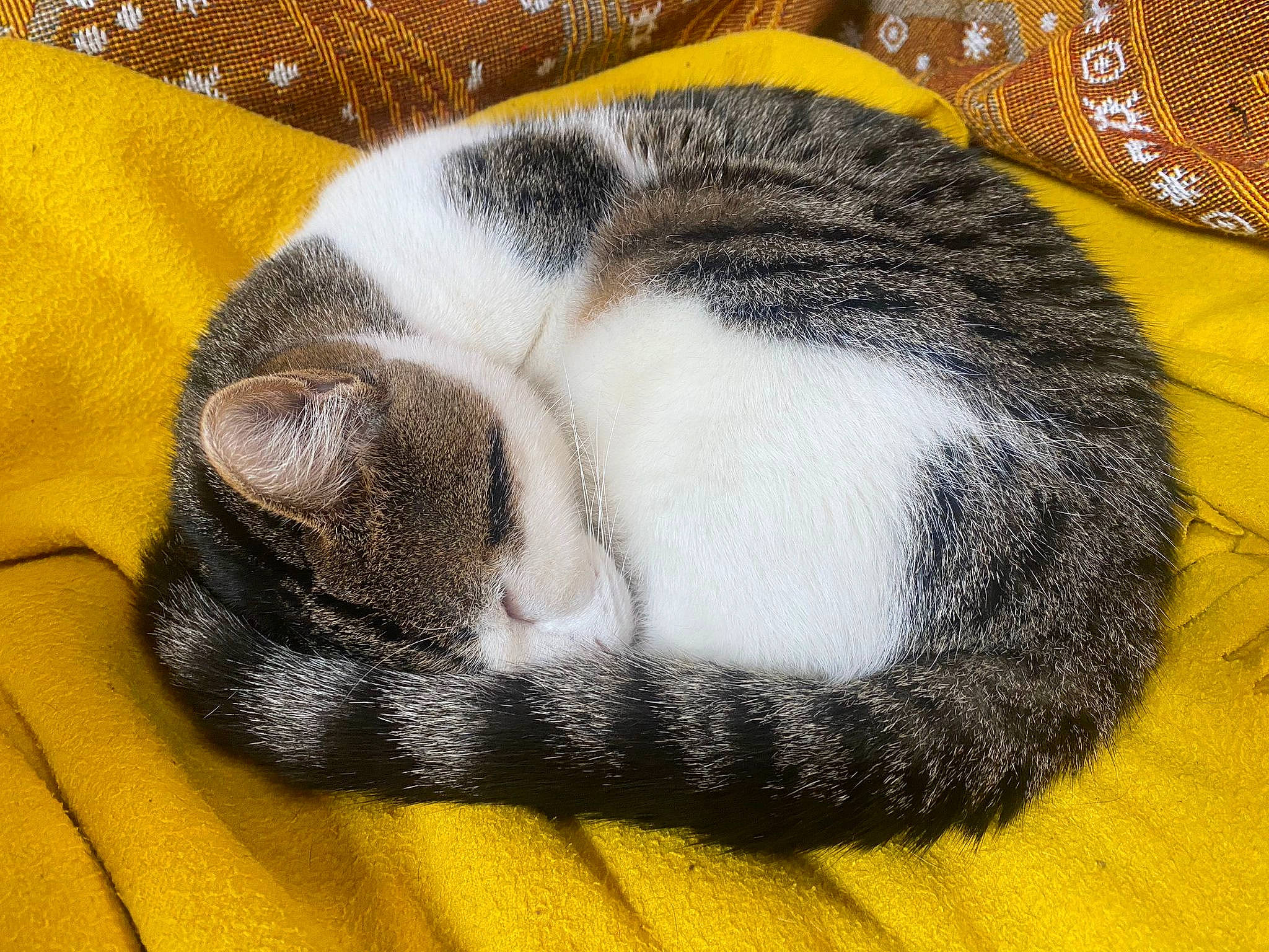 Keksi a rejoint le concours — aidez-le/la à gagner de superbes lots ! carnivore, cat, cat_bed, claw, comfort, domestic_short_haired_cat, fawn, felidae, fur, grey, nap, paw, sleep, small_to_medium_sized_cats, snout, tail, terrestrial_animal, whiskers, wildlife, wood