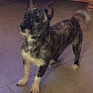 Otis a rejoint le concours — aidez-le/la à gagner de superbes lots ! alert, animal, bookshelf, brindle_coat, brown, canine, companion, curious, dog, domestic_animal, ears_up, floor, furniture, house, indoor, pet, standing, tail, tile, white_paws