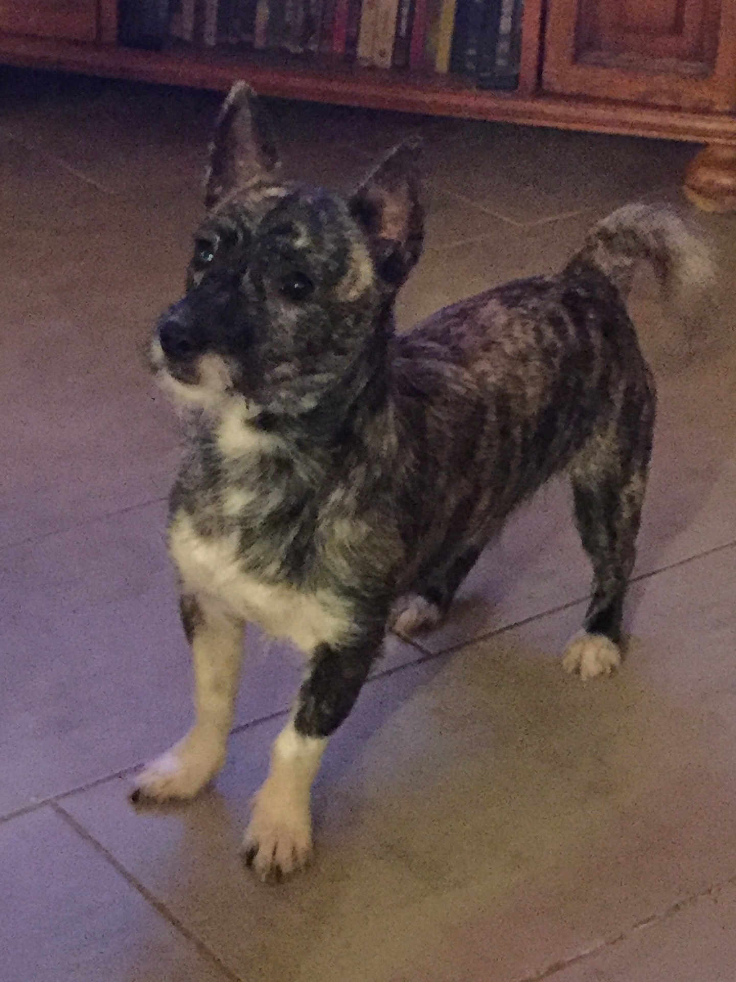 Otis a rejoint le concours — aidez-le/la à gagner de superbes lots ! alert, animal, bookshelf, brindle_coat, brown, canine, companion, curious, dog, domestic_animal, ears_up, floor, furniture, house, indoor, pet, standing, tail, tile, white_paws