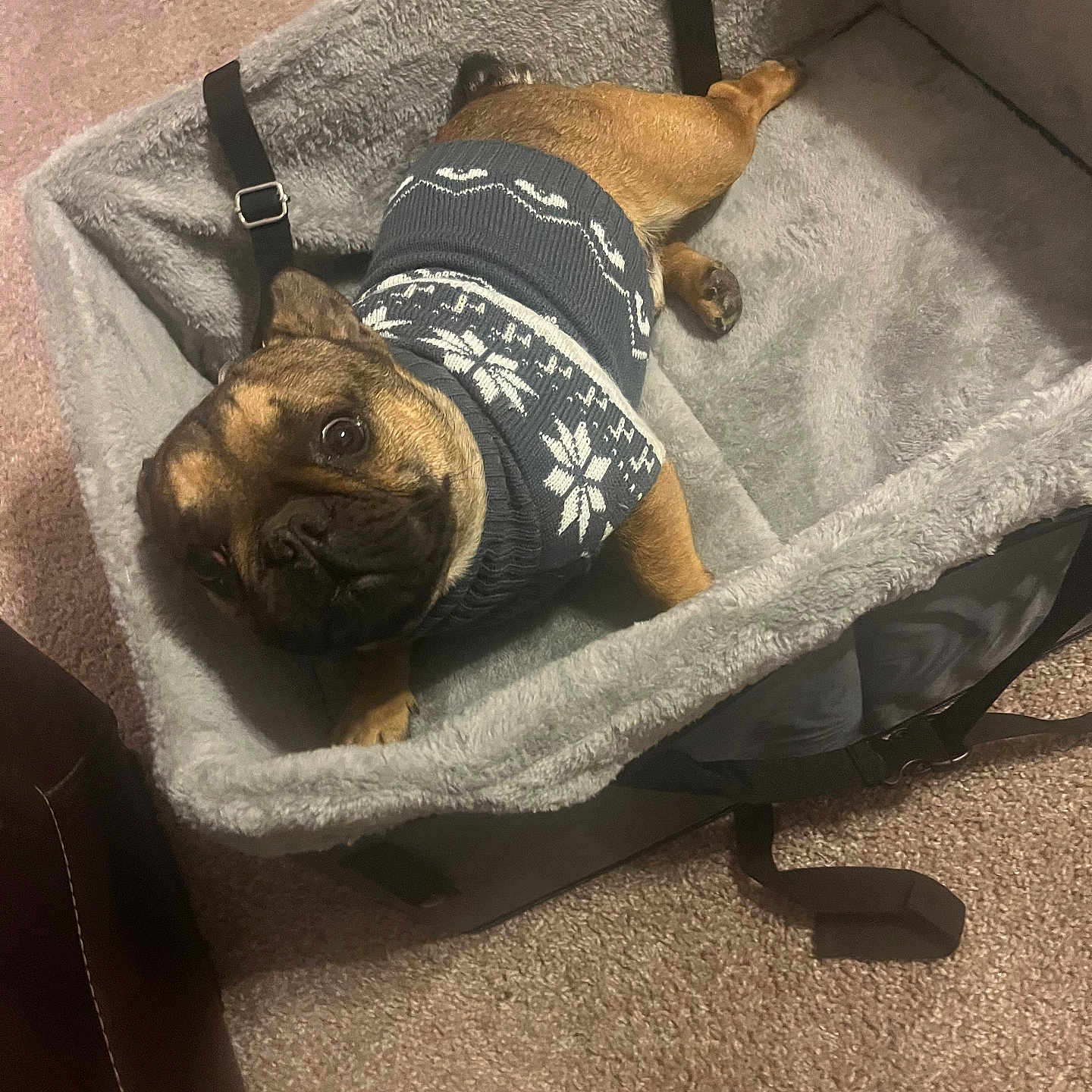 Baby Clyde is registered to the contest to win money with this photo: animal, bed, bulldog, canine, cradle, crib, dog, dogbed, furniture, hound, infantbed, pet, pug, puppy