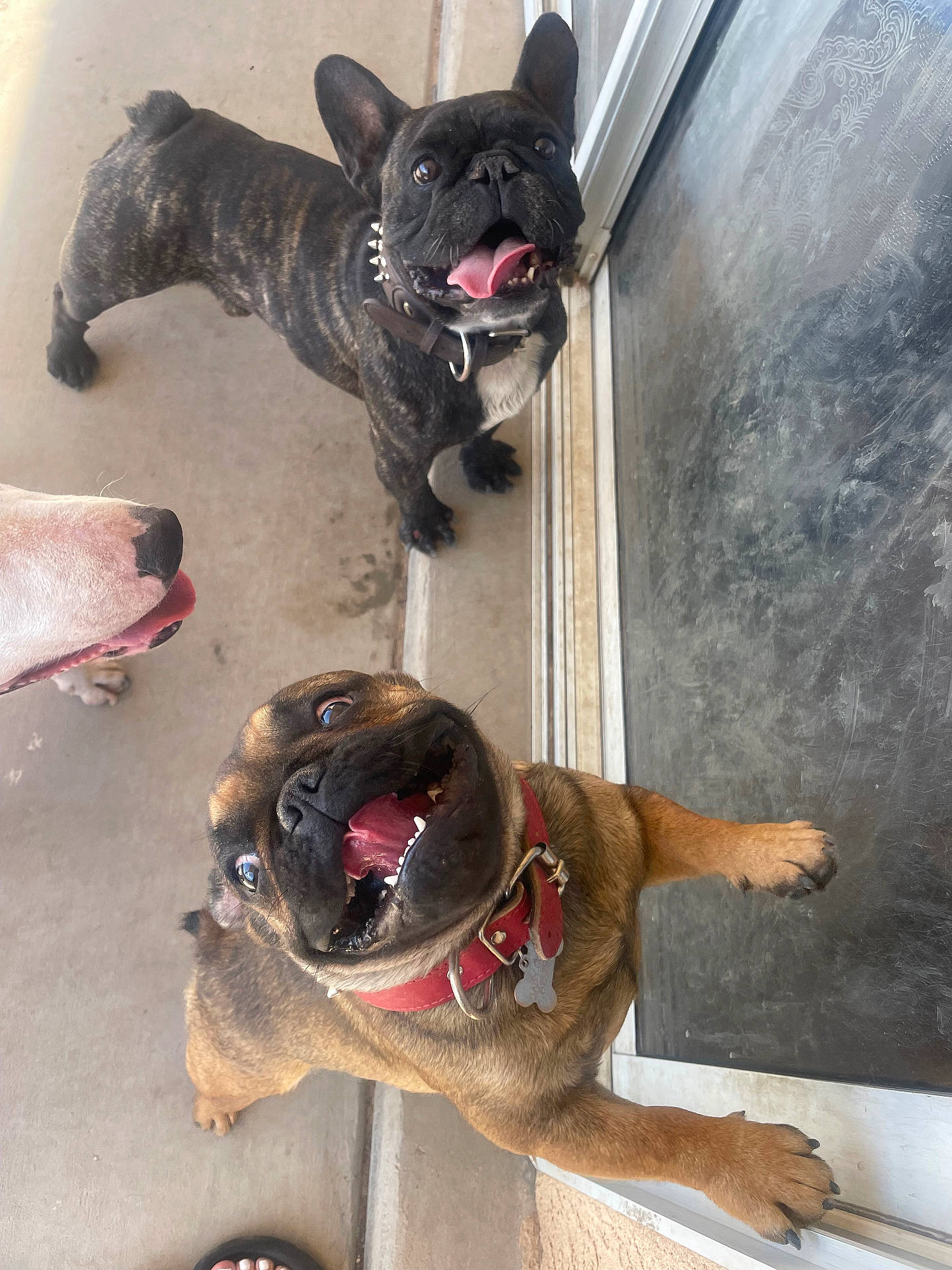 Baby Clyde joined the competition — help win amazing prizes! animal, bodypart, bostonbull, boxer, bulldog, canine, clothing, dog, footwear, frenchbulldog, mouth, person, pet, pitbull, pug, puppy, shoe, teeth, tongue, whitedog