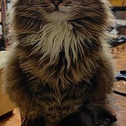 Chapoutte participe au concours pour gagner de l'argent avec cette photo : animal, cat, computer, computerhardware, computerkeyboard, couch, electronics, furniture, hardware, hardwood, indoors, manx, monitor, person, pet, plywood, remotecontrol, screen, shelf, wood